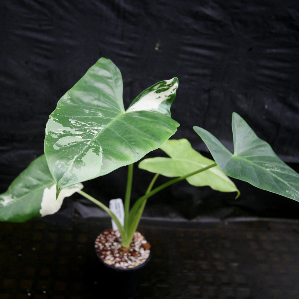 
                      
                        Alocasia macrorrhiza variegata albo, Giant Taro
                      
                    