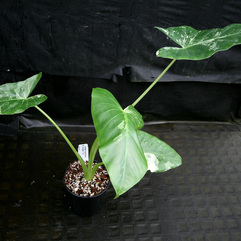 
                      
                        Alocasia macrorrhiza variegata albo, Giant Taro
                      
                    