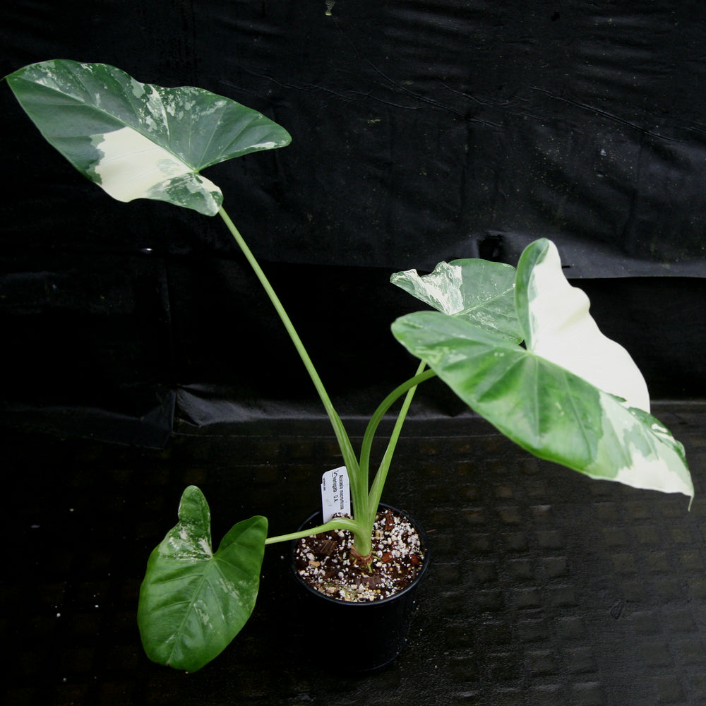 
                      
                        Alocasia macrorrhiza variegata albo, Giant Taro
                      
                    