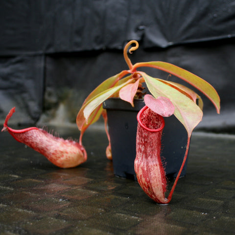 Nepenthes smilesii x maxima x glandulifera with long red pitchers and pink-tinged leaves in a black pot