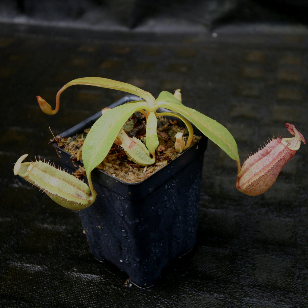 
                      
                        Nepenthes thorelii (d) x [(lowii x veitchii) x burbidgeae], CAR-0221, pitcher plant, carnivorous plant, collectors plant, large pitchers, rare plants
                      
                    