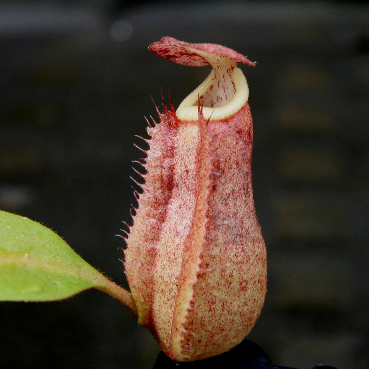 Nepenthes thorelii (d) x [(lowii x veitchii) x boschiana], CAR