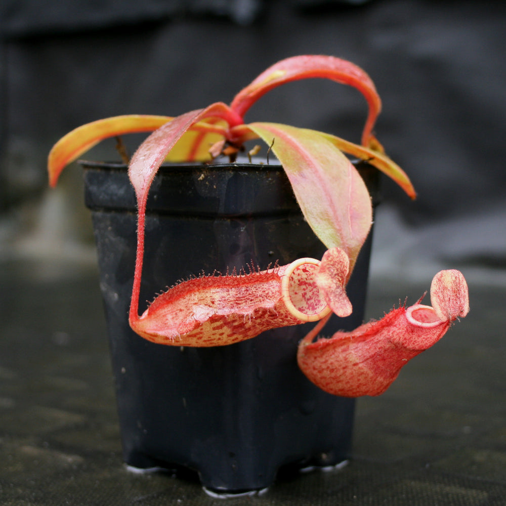 
                      
                        Nepenthes smilesii x (maxima x glandulifera), CAR-0077
                      
                    