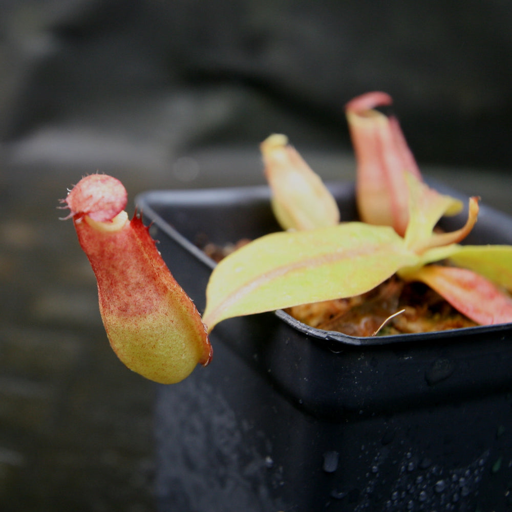 
                      
                        Nepenthes thorelii (d) x [(lowii x veitchii) x burbidgeae], CAR-0221, pitcher plant, carnivorous plant, collectors plant, large pitchers, rare plants
                      
                    