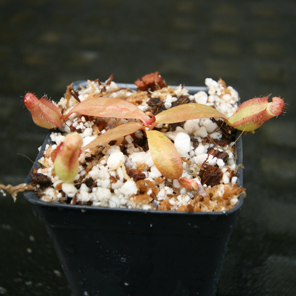 
                      
                        Nepenthes thorelii (d) x [(lowii x veitchii) x burbidgeae], CAR-0221, pitcher plant, carnivorous plant, collectors plant, large pitchers, rare plants
                      
                    