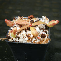 Nepenthes thorelii (d) x [(lowii x veitchii) x burbidgeae], CAR-0221