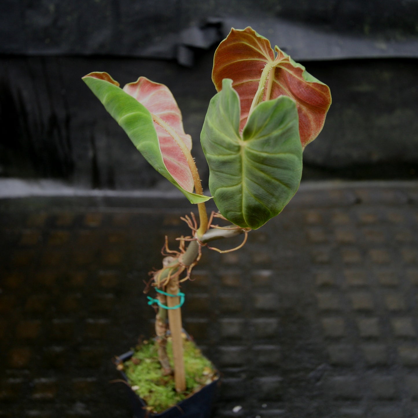 philodendron ecuador Philodendron verrucosum Ecuador – Carnivero