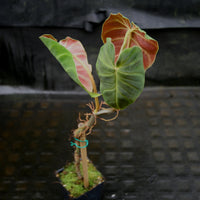 Philodendron verrucosum Ecuador