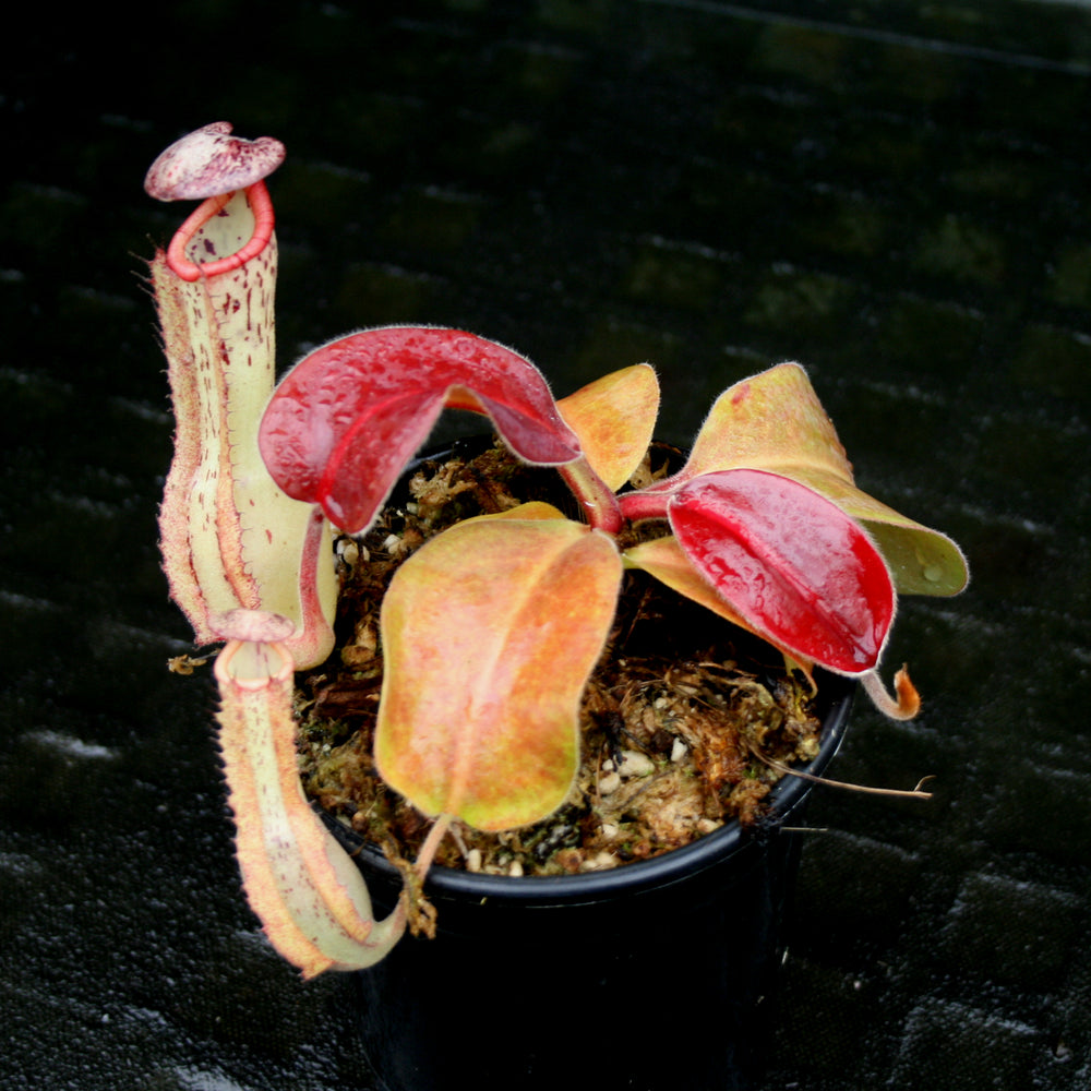 
                      
                        Nepenthes Marpesa x clipeata, CAR-0130
                      
                    