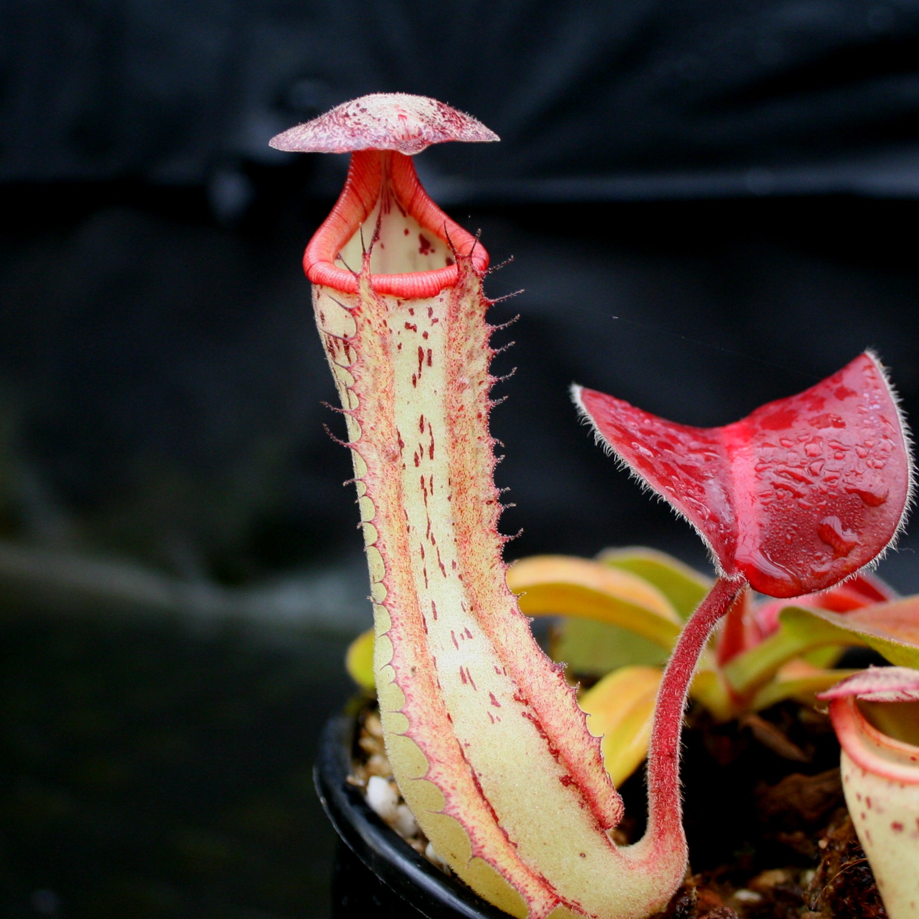 Nepenthes Marpesa x clipeata, CAR-0130 – Carnivero