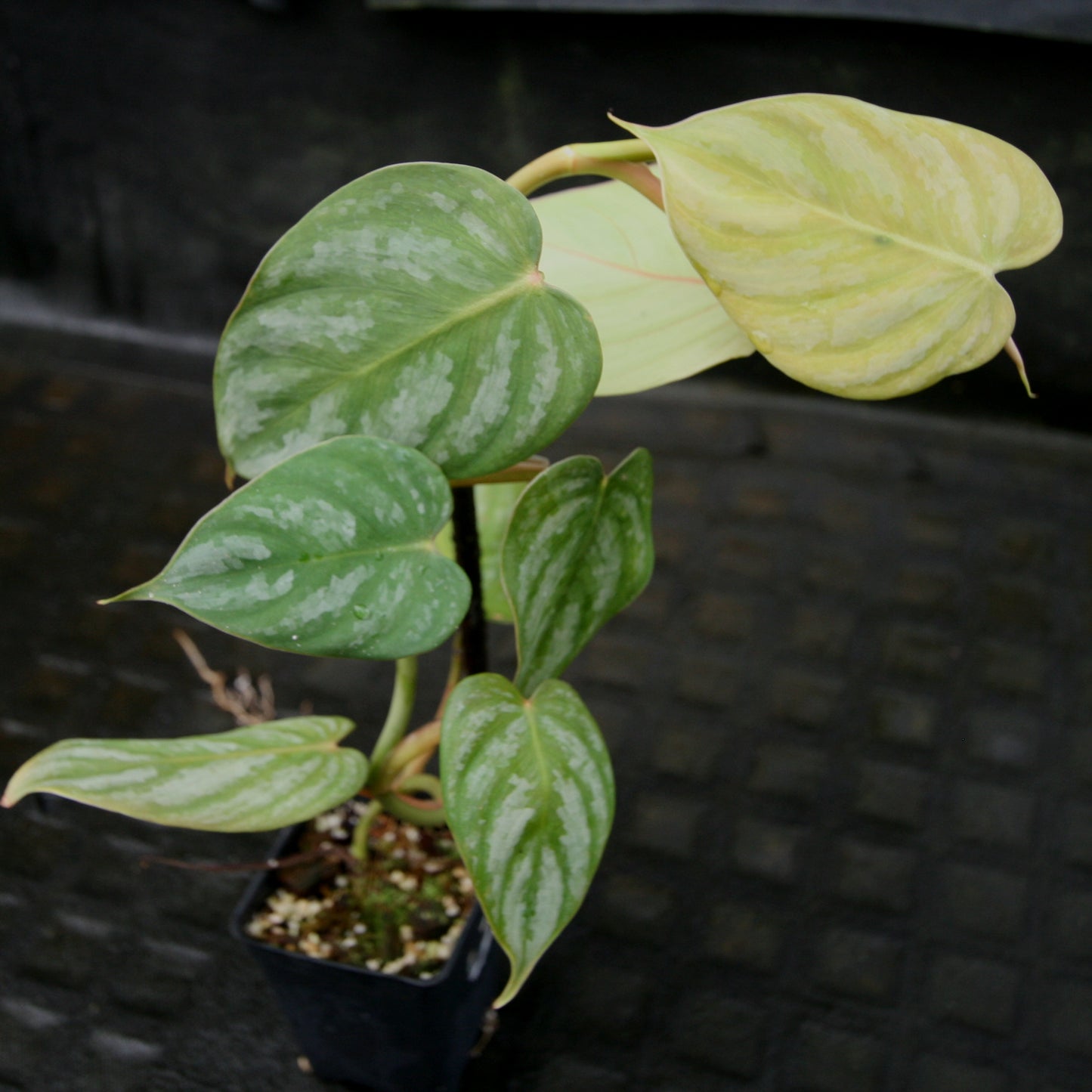 philodendron germany Philodendron brandtianum – Carnivero
