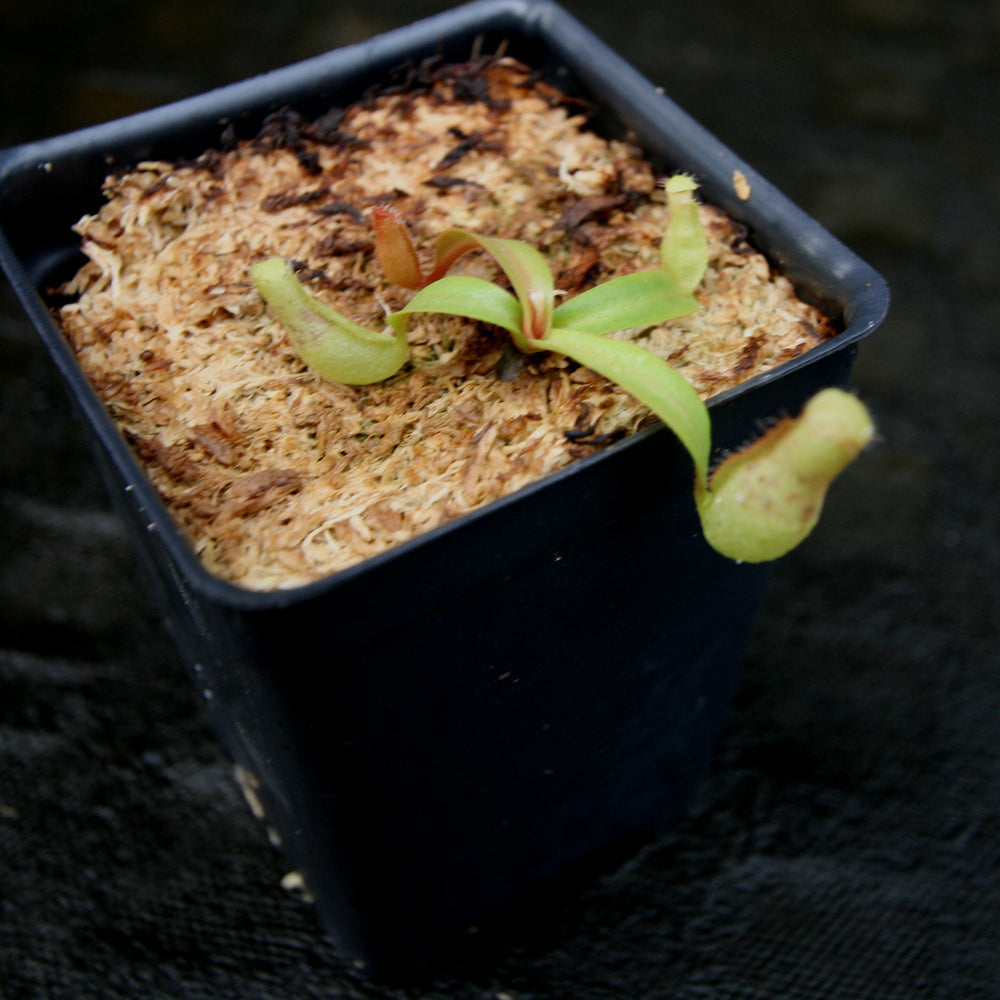 
                      
                        Nepenthes thorelii (d) x [(lowii x veitchii) x burbidgeae], CAR-0221, pitcher plant, carnivorous plant, collectors plant, large pitchers, rare plants
                      
                    