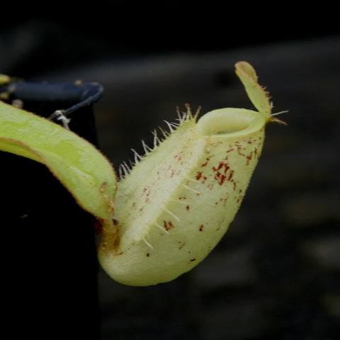 Nepenthes ampullaria pitcher red speckled body with green peristome, close up of a pale yellow green elongated trap