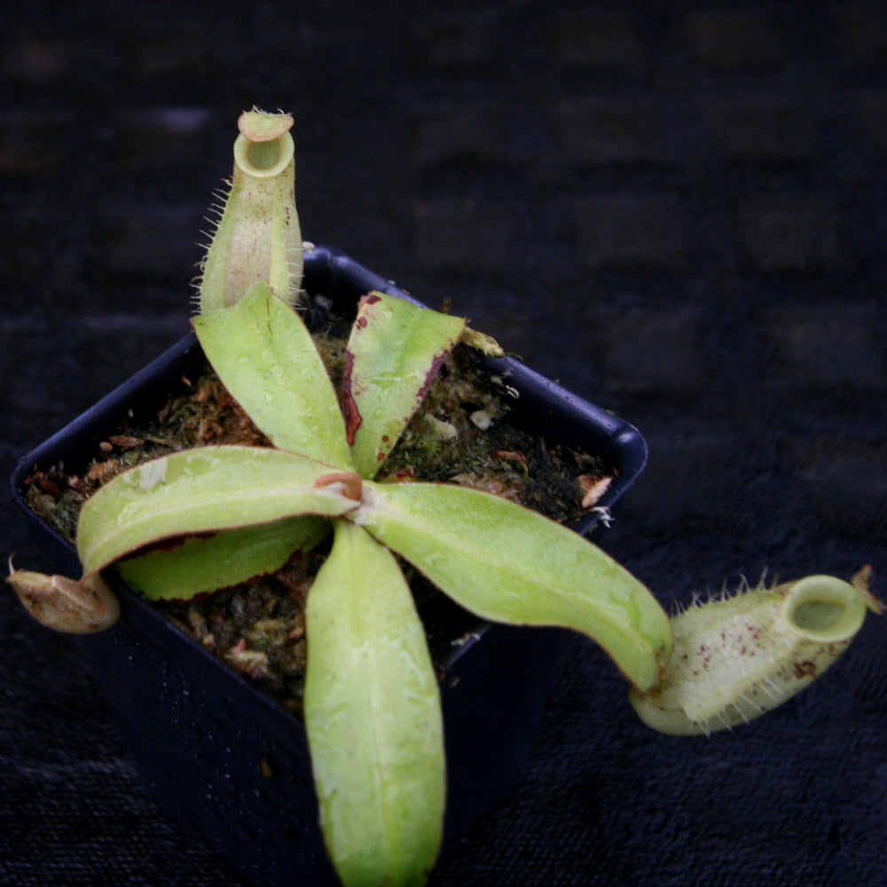
                      
                        Nepenthes ampullaria red with green peristome, CAR-0220, pitcher plant, carnivorous plant, collectors plant, large pitchers, rare plants
                      
                    