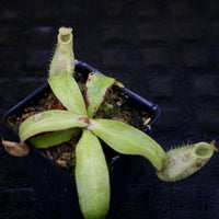 Nepenthes ampullaria red with green peristome, CAR-0220, pitcher plant, carnivorous plant, collectors plant, large pitchers, rare plants