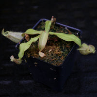 Nepenthes ampullaria red with green peristome, CAR-0220