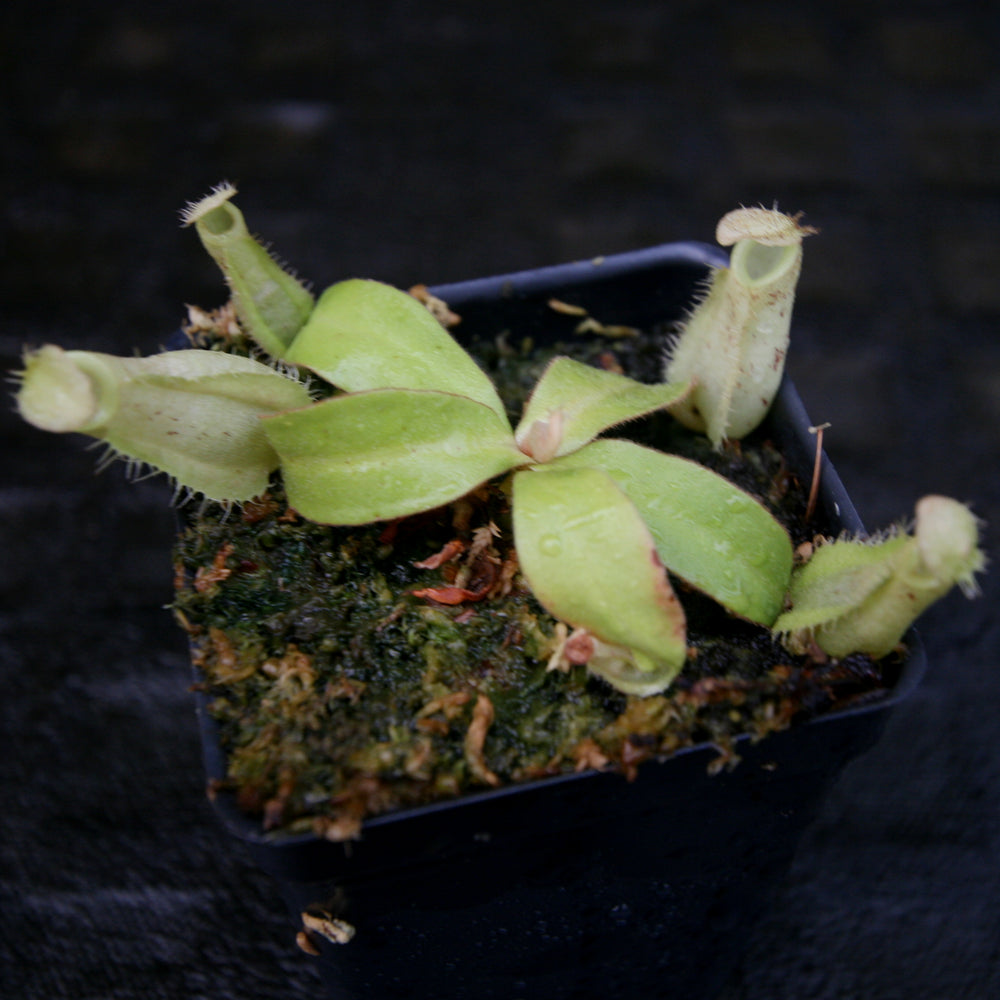 
                      
                        Nepenthes ampullaria red with green peristome, CAR-0220, pitcher plant, carnivorous plant, collectors plant, large pitchers, rare plants
                      
                    