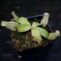 Nepenthes ampullaria red with green peristome, CAR-0220