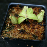 Nepenthes ampullaria red with green peristome, CAR-0220