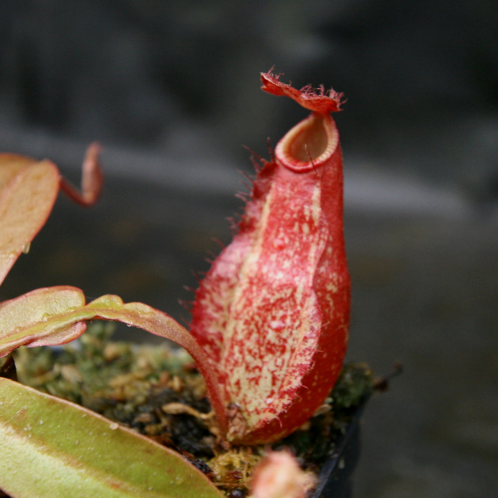 
                      
                        Nepenthes ampullaria (William's Red x Harlequin) x (sibuyanensis x merrilliana), CAR-0219, pitcher plant, carnivorous plant, collectors plant, large pitchers, rare plants
                      
                    
