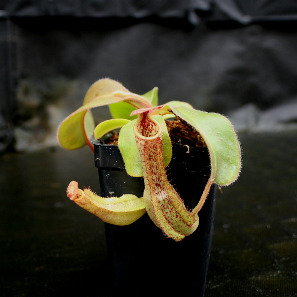 
                      
                        Nepenthes Marpesa x clipeata, CAR-0130
                      
                    