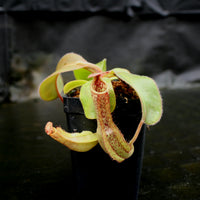 Nepenthes Marpesa x clipeata, CAR-0130
