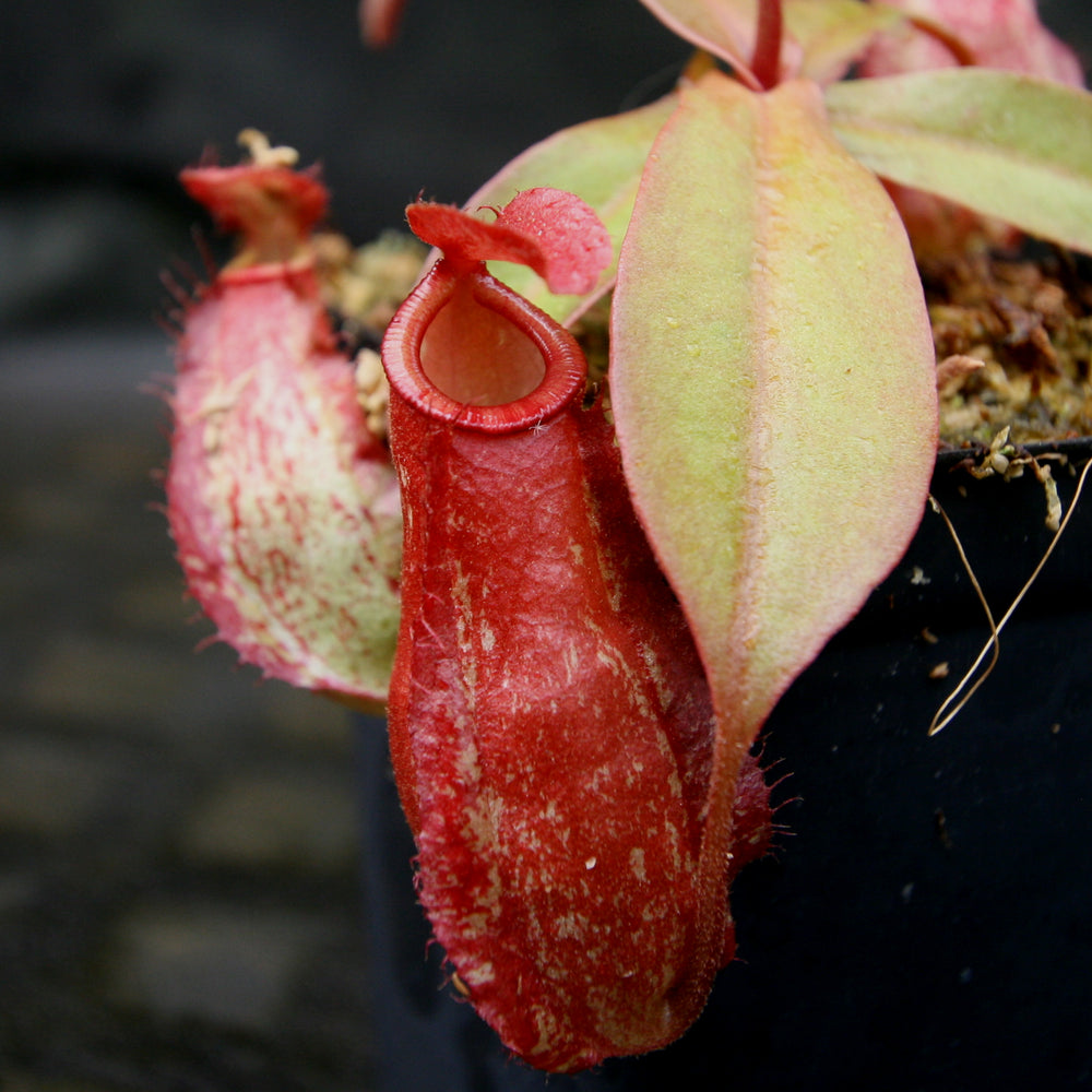 
                      
                        Nepenthes ampullaria (William's Red x Harlequin) x (sibuyanensis x merrilliana), CAR-0219, pitcher plant, carnivorous plant, collectors plant, large pitchers, rare plants
                      
                    