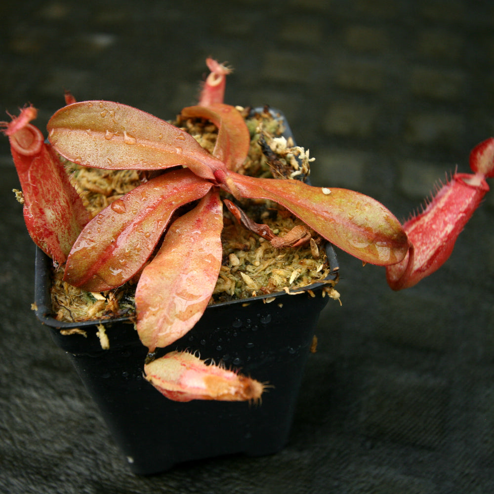 
                      
                        Nepenthes ampullaria (William's Red x Harlequin) x (sibuyanensis x merrilliana), CAR-0219, pitcher plant, carnivorous plant, collectors plant, large pitchers, rare plants
                      
                    