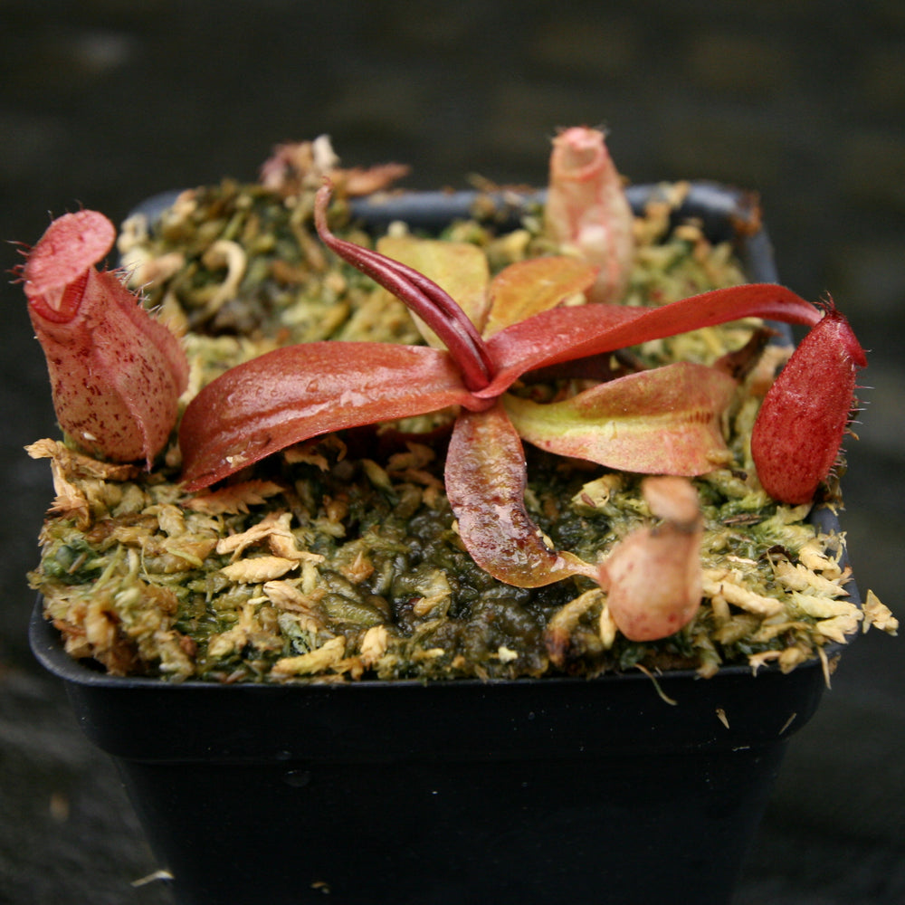 
                      
                        Nepenthes ampullaria (William's Red x Harlequin) x (sibuyanensis x merrilliana), CAR-0219, pitcher plant, carnivorous plant, collectors plant, large pitchers, rare plants
                      
                    