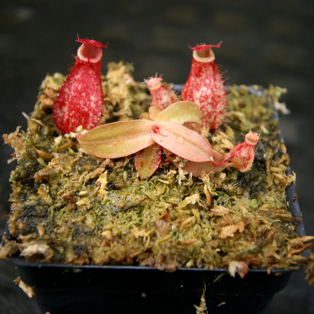 
                      
                        Nepenthes ampullaria (William's Red x Harlequin) x (sibuyanensis x merrilliana), CAR-0219, pitcher plant, carnivorous plant, collectors plant, large pitchers, rare plants
                      
                    