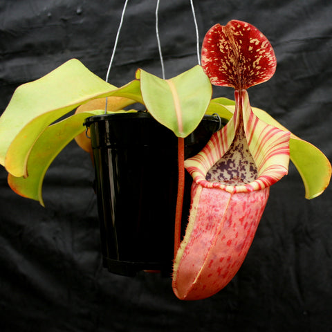 Nepenthes Pink Candy Cane plant with lime green leaves and a red speckled pitcher emerging from a black hanging pot.