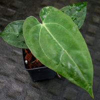 Anthurium (crystallinum x magnificum) x papillilaminum, CAR-0222