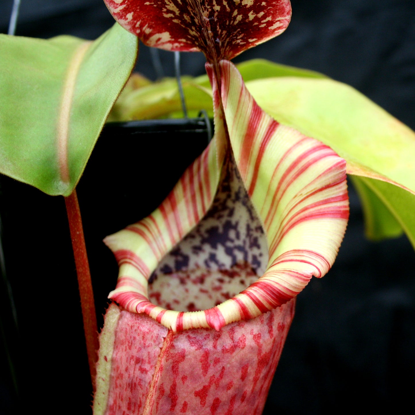 Nepenthes (maxima x campanulata) x veitchii "Pink Candy Cane", CAR-0055