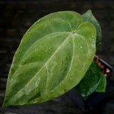 Anthurium (crystallinum x magnificum) x papillilaminum, CAR-0222