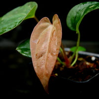 Anthurium (crystallinum x magnificum) x papillilaminum, CAR-0222