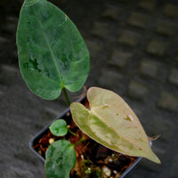 Anthurium (crystallinum x magnificum) x papillilaminum, CAR-0222