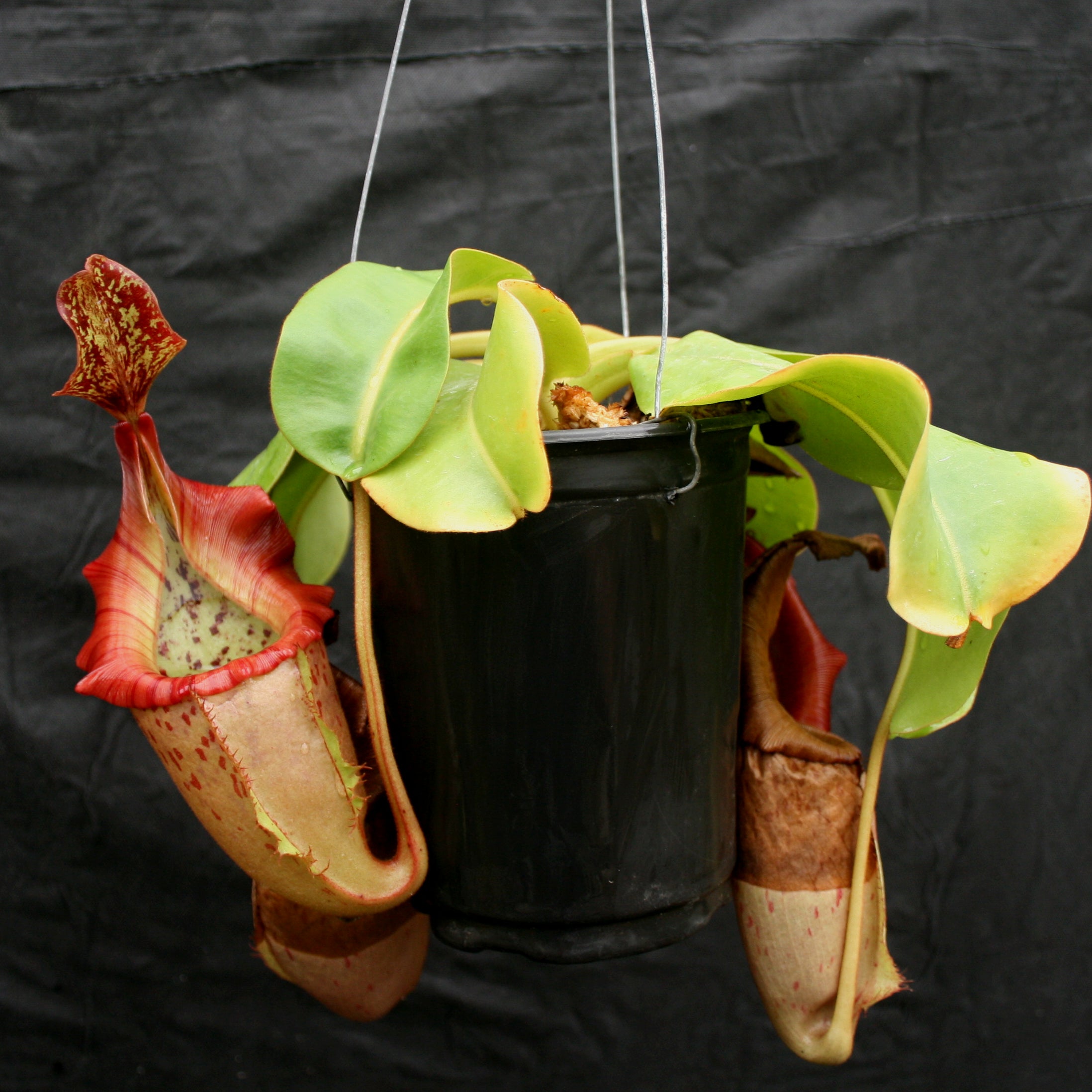Nepenthes (maxima x campanulata) x veitchii 