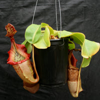 Nepenthes (maxima x campanulata) x veitchii "Pink Candy Cane", CAR-0055
