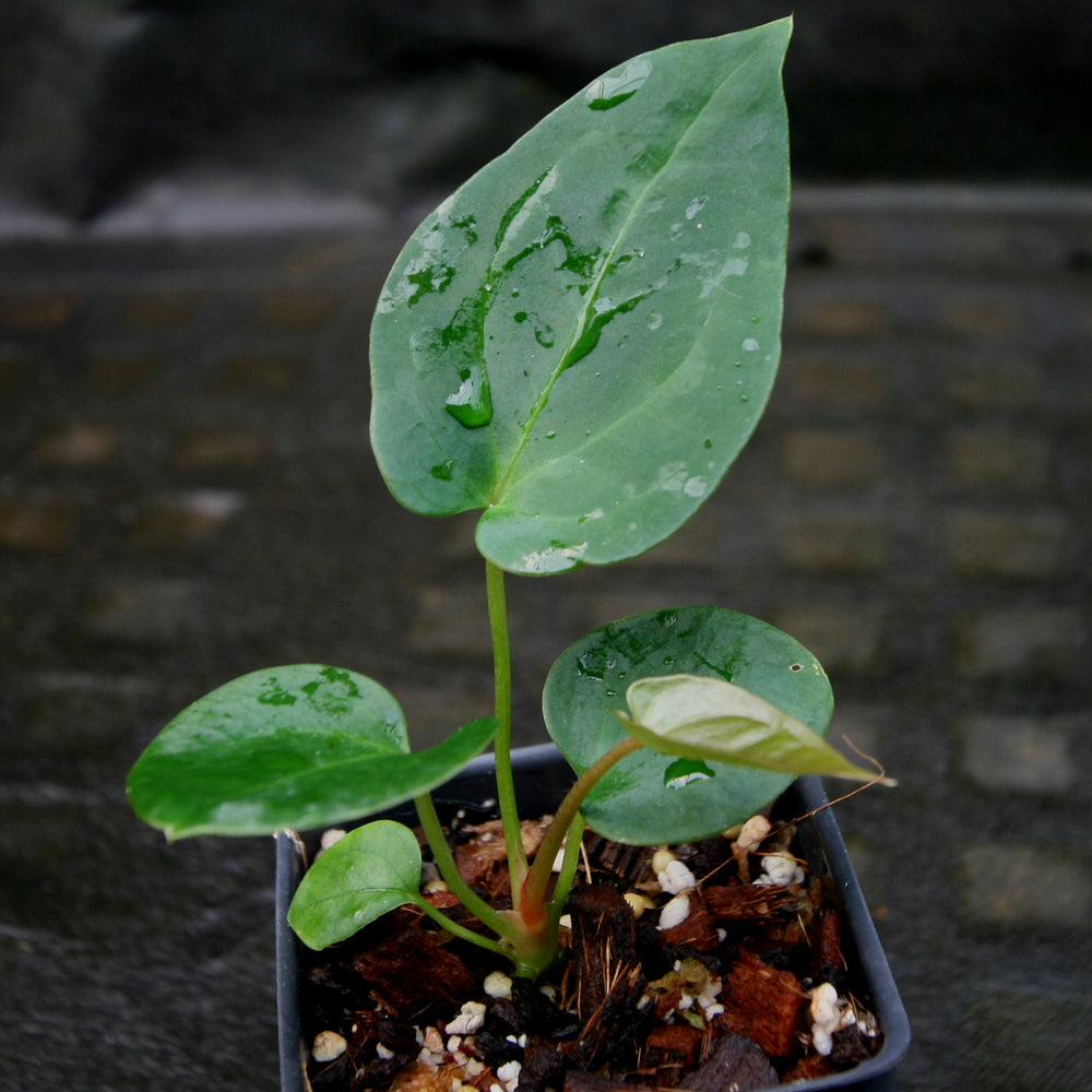 
                      
                        Anthurium (crystallinum x magnificum) x papillilaminum, CAR-0222
                      
                    