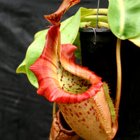 Nepenthes (maxima x campanulata) x veitchii "Pink Candy Cane", CAR-0055