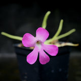 Pinguicula moctezumae Butterwort with purple flower, gnat eating carnivorous plant easy to grow