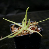 Pinguicula moctezumae Butterwort with purple flower, gnat eating carnivorous plant easy to grow