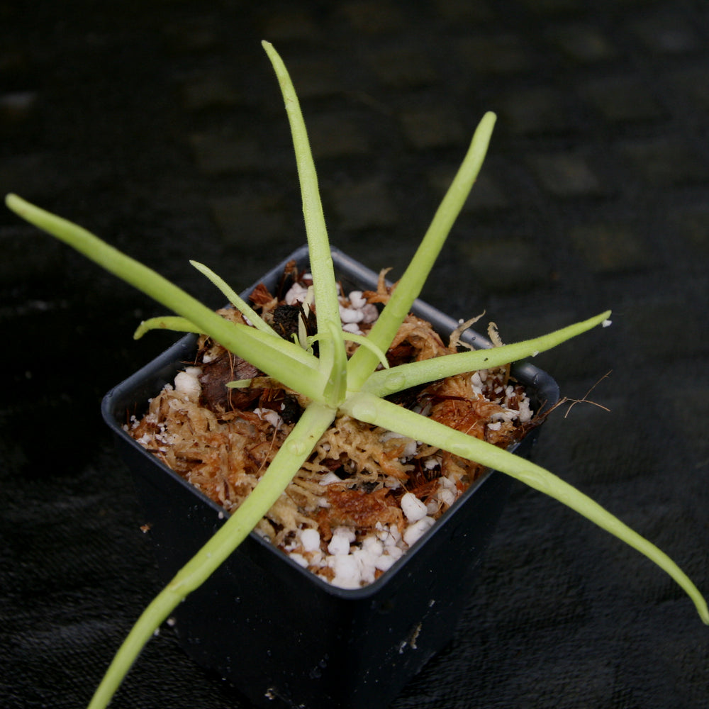 
                      
                        Pinguicula moctezumae Butterwort with purple flower, gnat eating carnivorous plant easy to grow
                      
                    