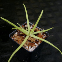 Pinguicula moctezumae Butterwort with purple flower, gnat eating carnivorous plant easy to grow