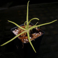 Pinguicula moctezumae Butterwort with purple flower, gnat eating carnivorous plant easy to grow