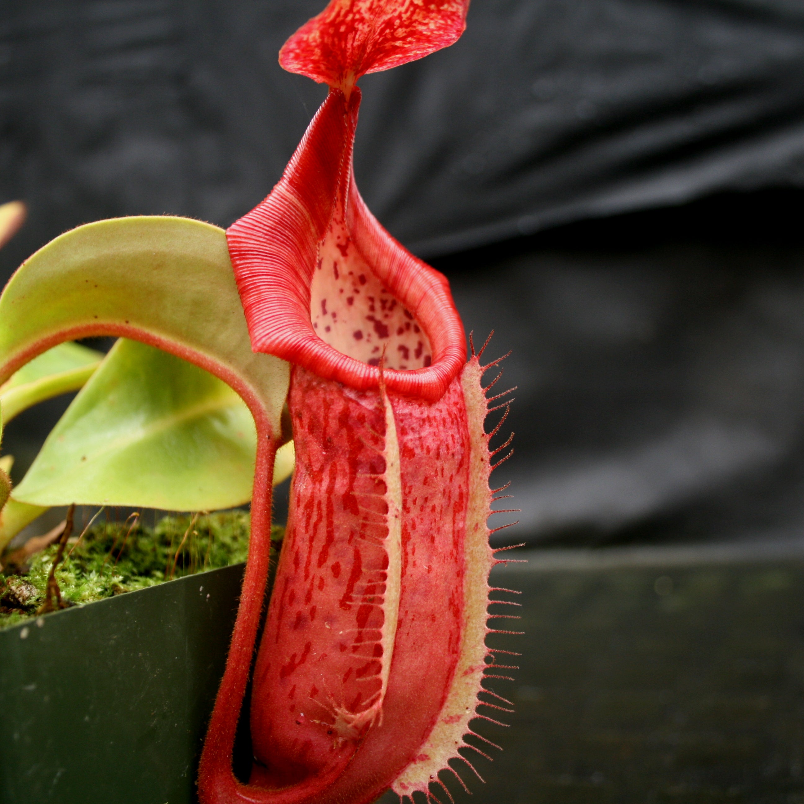 Nepenthes (maxima x campanulata) x veitchii 