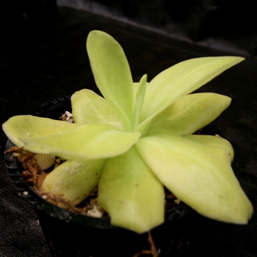 
                      
                        Pinguicula gigantea butterwort plant
                      
                    