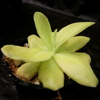Pinguicula gigantea