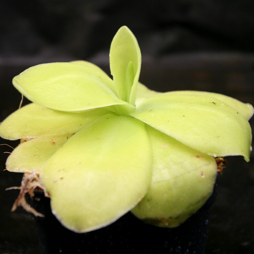 
                      
                        Pinguicula gigantea butterwort plant
                      
                    