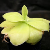 Pinguicula gigantea